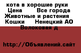 кота в хорошие руки › Цена ­ 0 - Все города Животные и растения » Кошки   . Ненецкий АО,Волоковая д.